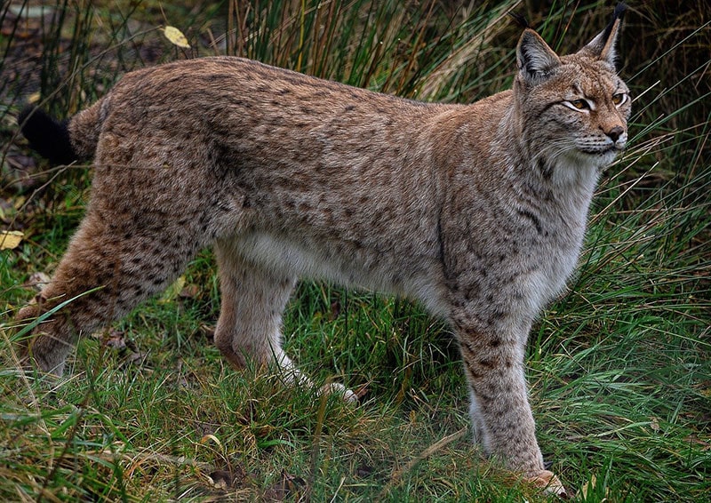 eurasian lynx walking on grass