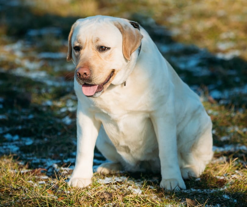 fat labrador sitting on ground