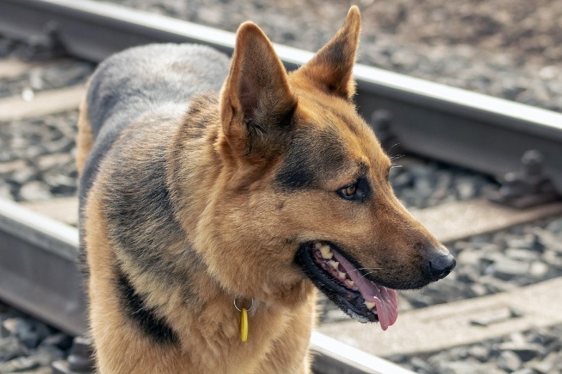 german shepherd wearing a dog tag