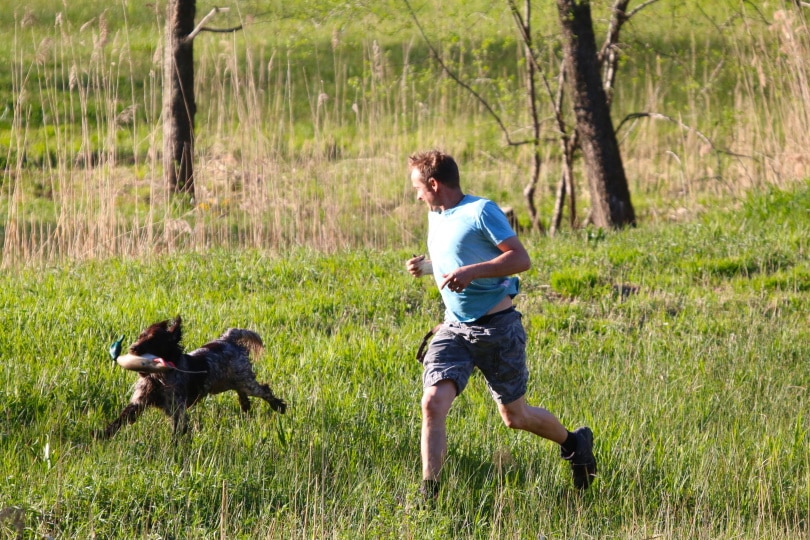 hunting dog training