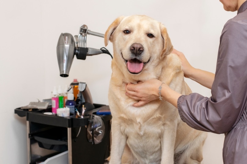 labrador dog in grooming salon