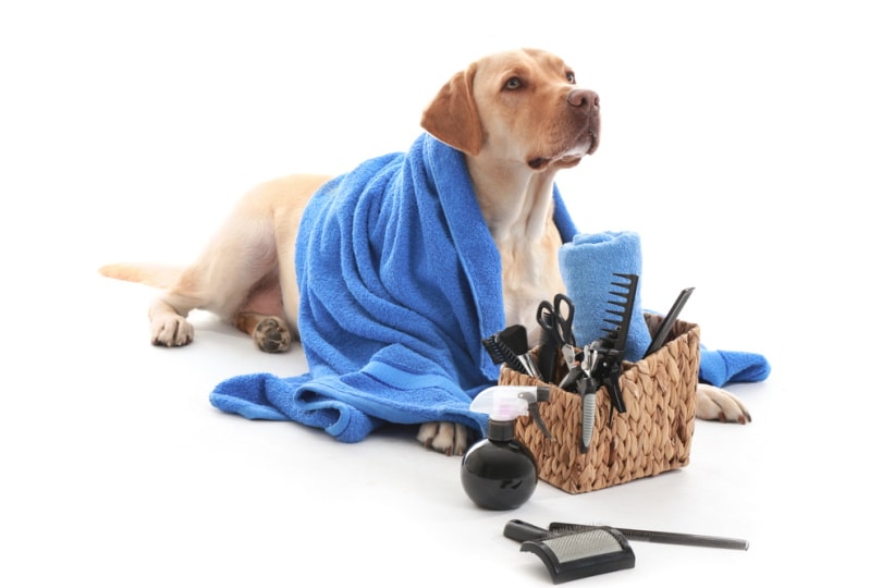 labrador dog lying with groomming tolls