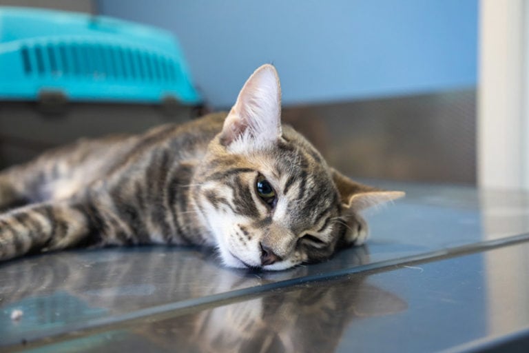 11 Common Causes of Sudden Weight Loss in Cats | Hepper Pet Resources - Cat Lethargy And Weight Loss