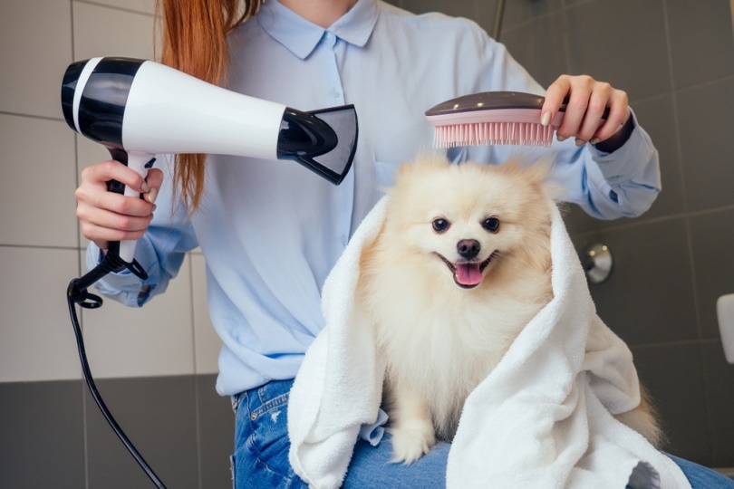 woman using blow dryer on her dog