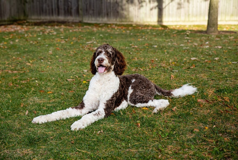 How Much Do Bernedoodles Cost? 2025 Price Update | Hepper Pet Resources