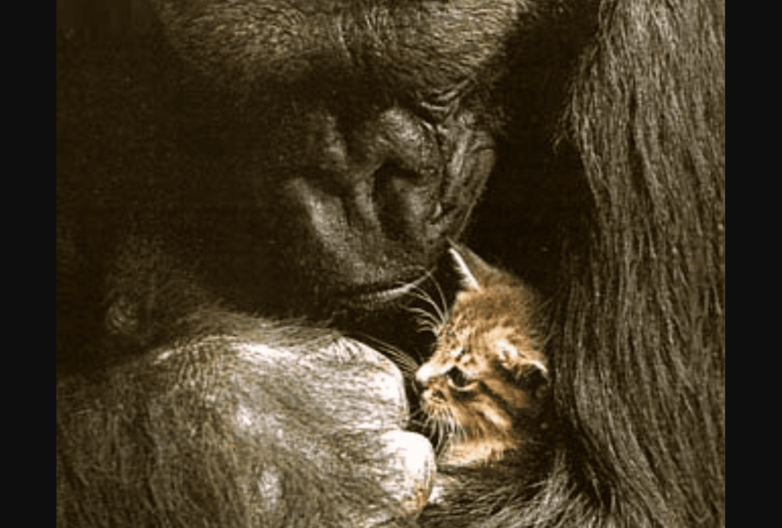 All Ball the cat with Koko