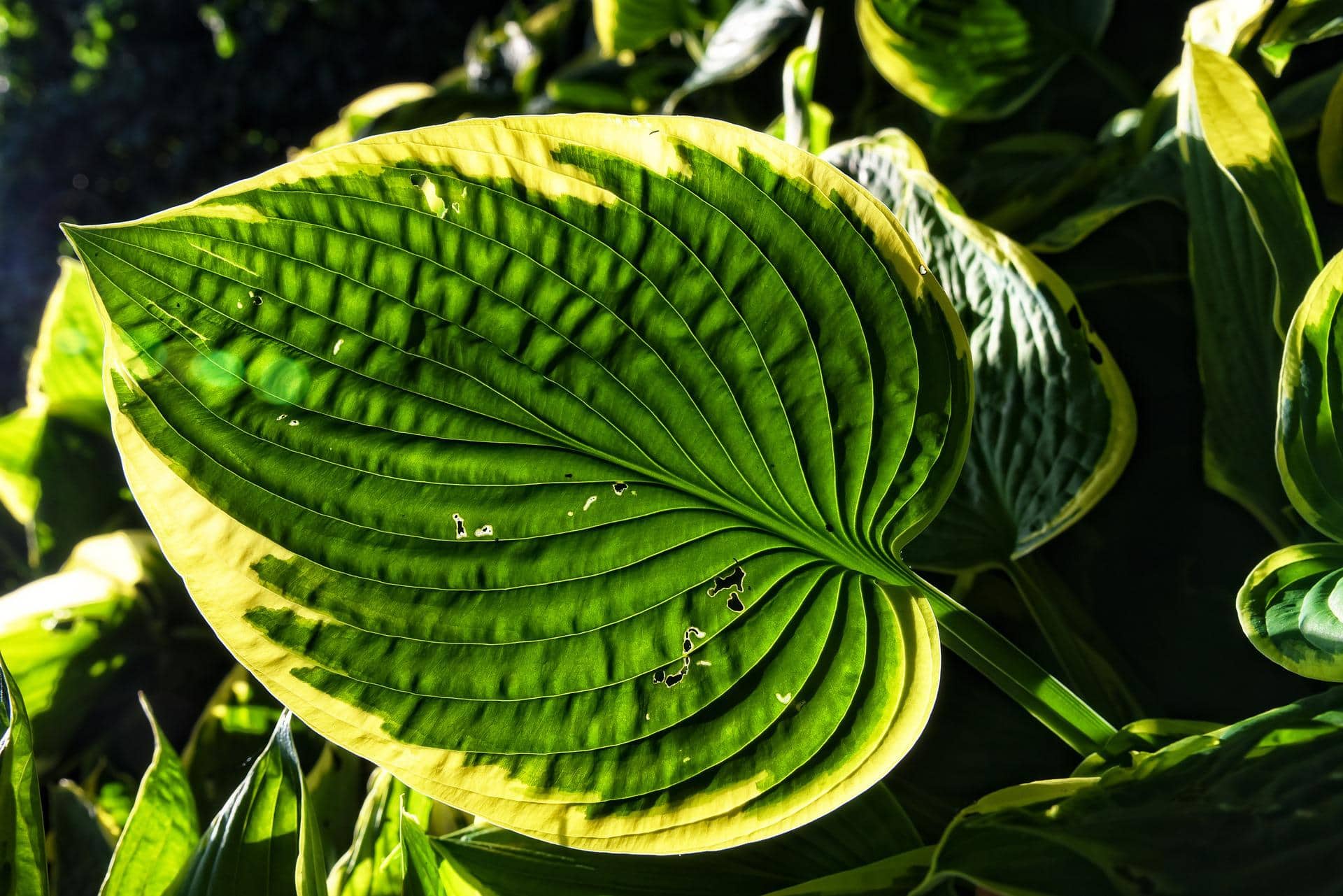 Hostas