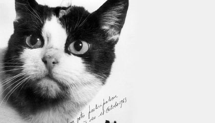 Félicette,_the_First_Cat_in_Space,_Finally_Gets_a_Memorial