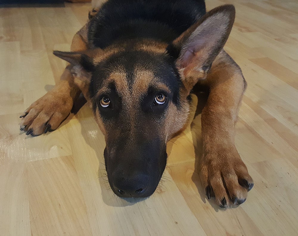 German shepherd looking up scared