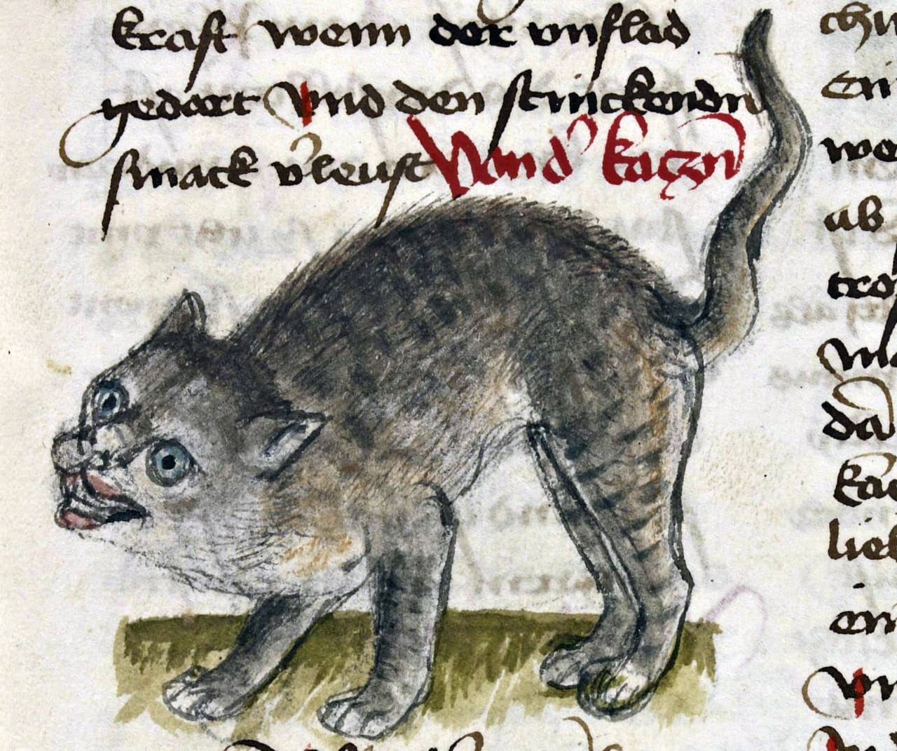 Grinning Cat