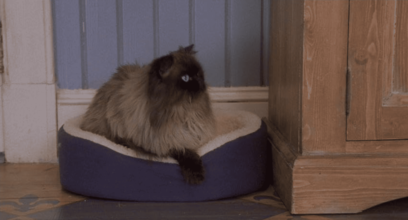 Jinx the cat - meet the parents