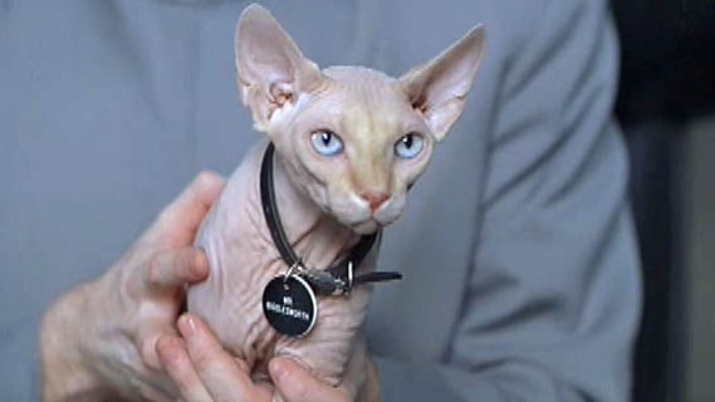 Mr. Bigglesworth the cat - Austin Powers