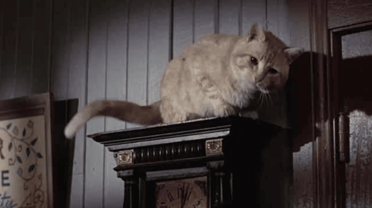 Orangey the cat