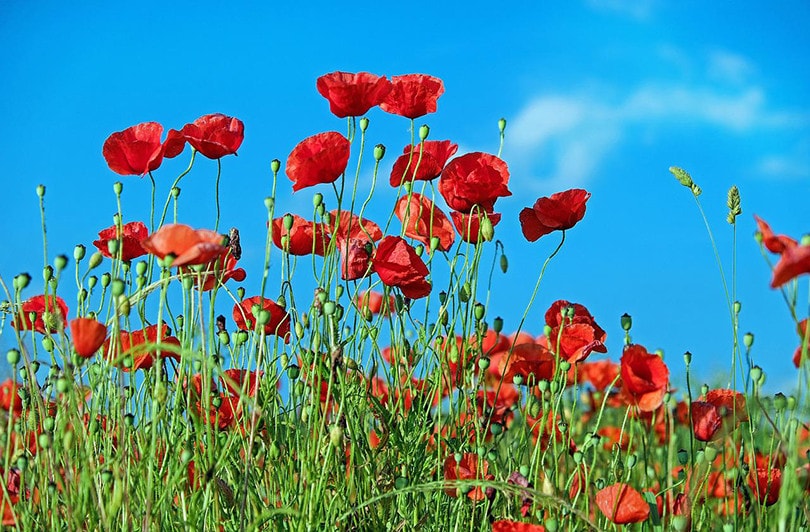 Poppies