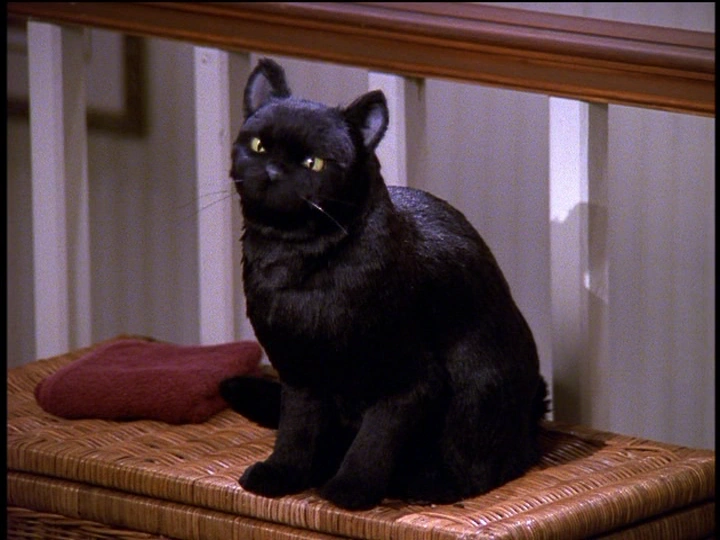 Salem the cat - sabrina the teenage witch