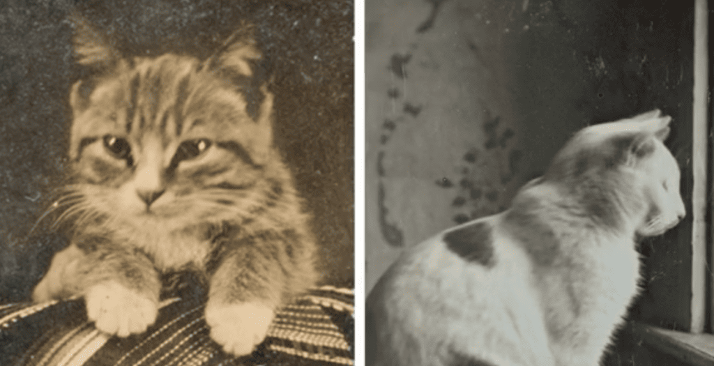 Tabby & Dixie