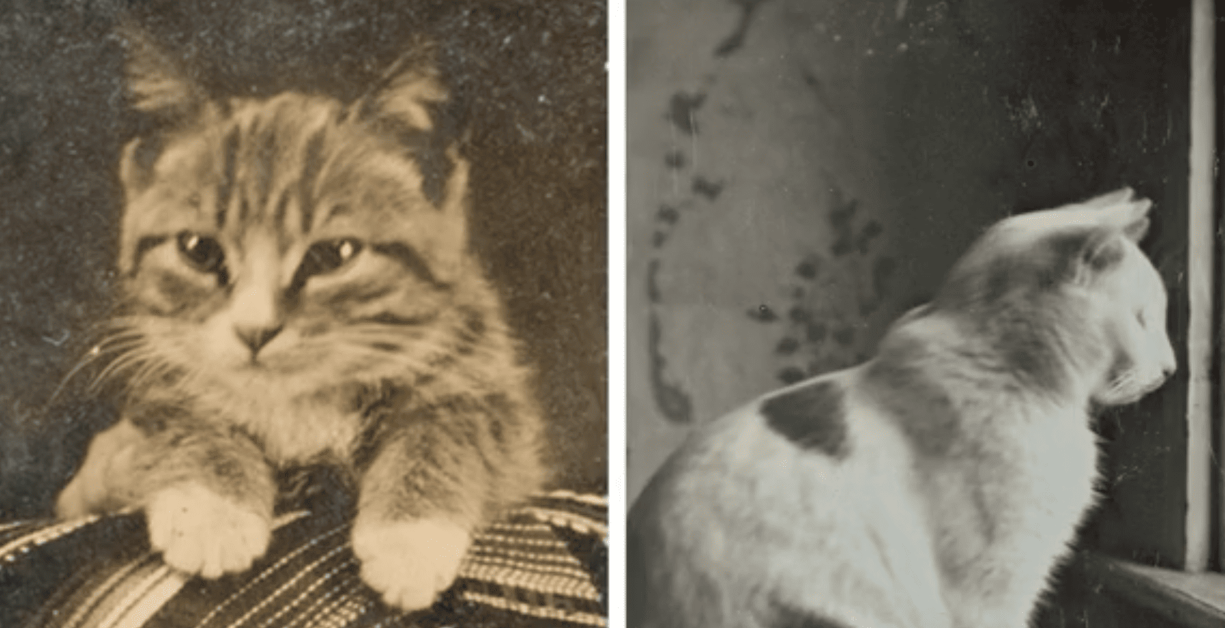 Tabby & Dixie