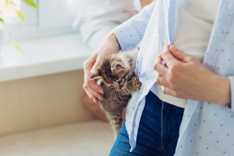 kitten climbing on owner, cat climbing on owner