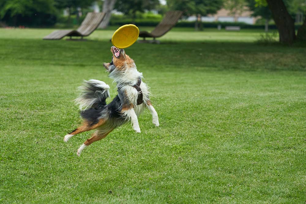 Toy Australian Shepherd playing with a frisby