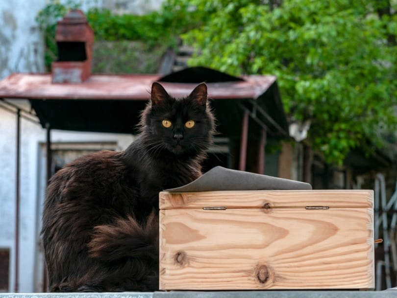 York chocolate cat on box