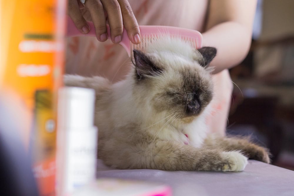 a himalayan cat beng groomed
