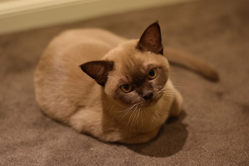 burmese cat lying on carpeted floor