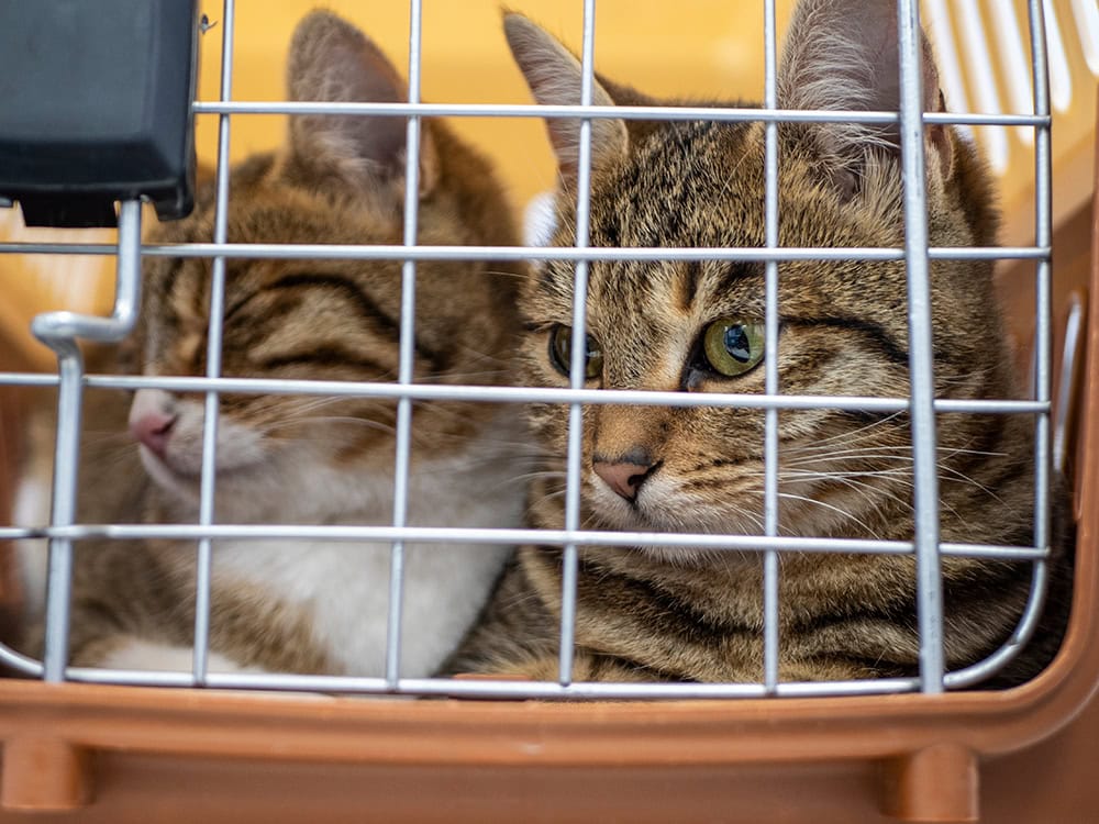 close up two cats inside a carrier