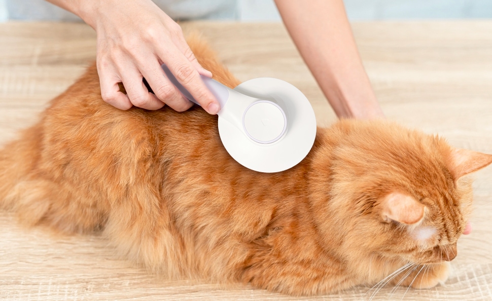 hepper orange cat being brushed