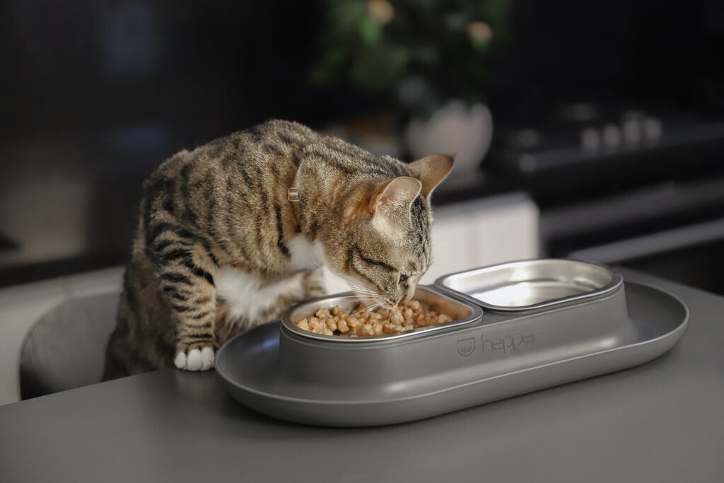 kitty eating from hepper nom nom grey on the counter from chair
