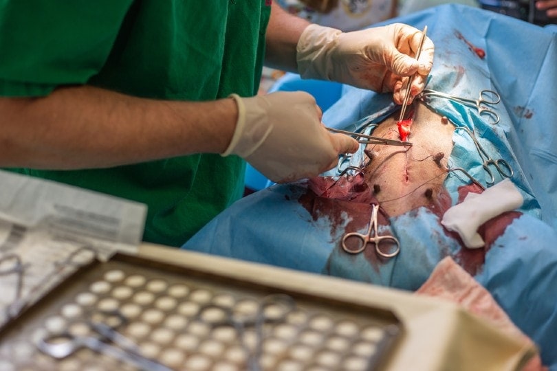 spaying female dog