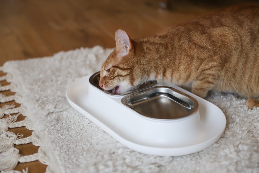 orange tabby cat eating from hepper nom nom white on floor