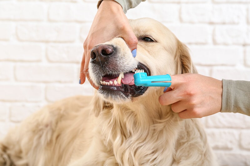Owner brushing golden retriever teeth, tooth brushing dog