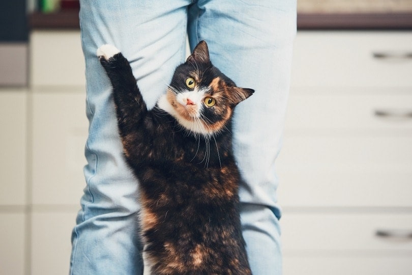 scared cat scratches owner leg