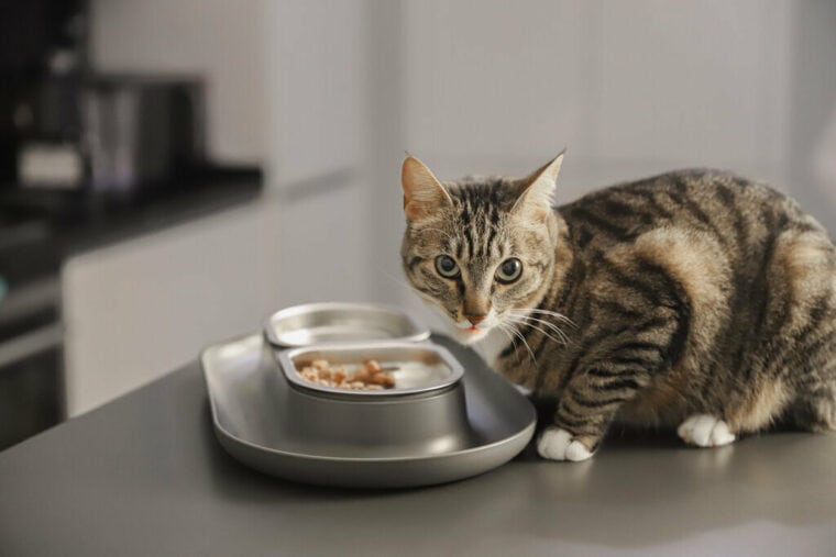 How Much Are Cat Sitting Rates in 2026? (Hourly and Daily Averages ...