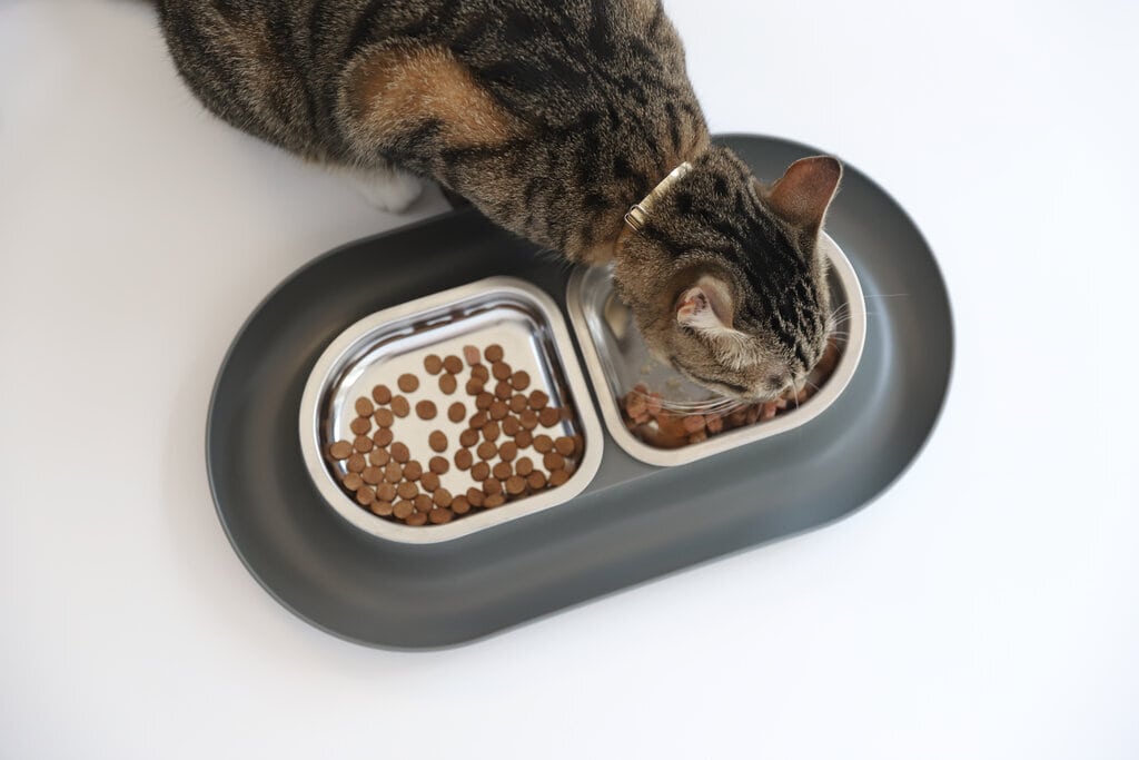 tabby cat eating hepper nom nom white floor