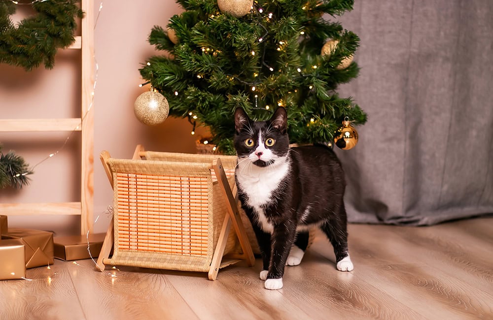 tuxedo cat near the Christmas tree