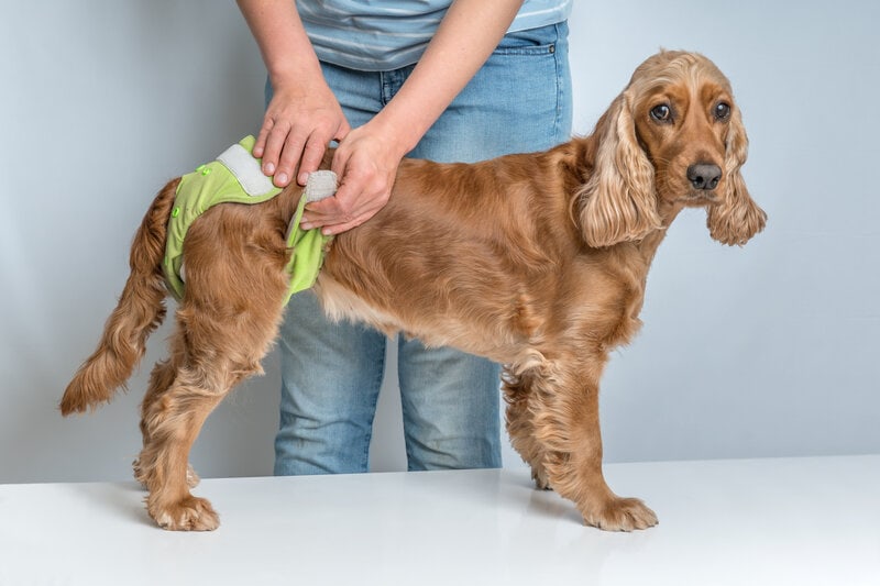 doggie diaper, heat diaper