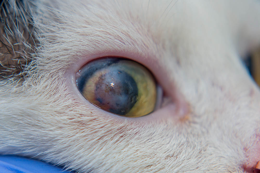 Adult cat with corneal ulcer