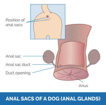 How to Clean a Dog’s Anal Glands: 10 Vet-Verified Steps | Hepper Pet