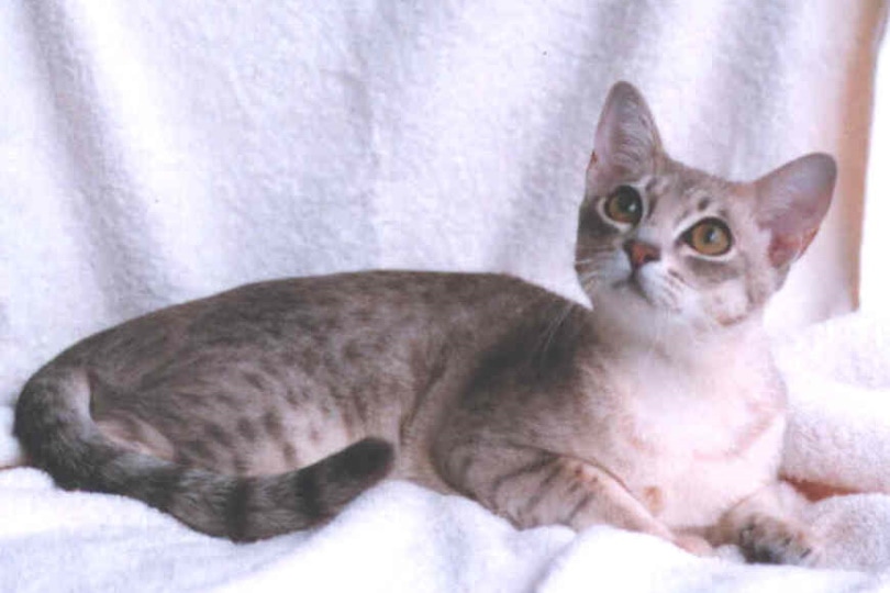 Australian Mist Cat on white background