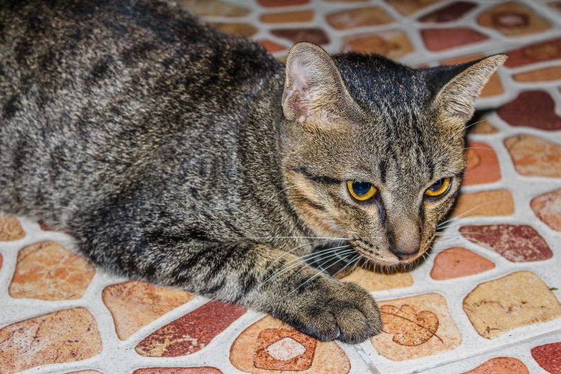 Australian mist cat lying on tiled floor