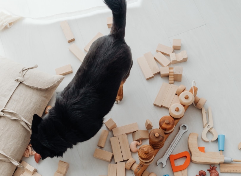 Black dog making a mess