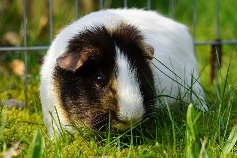 How Do Guinea Pigs See? Vet-Reviewed Vision Facts & FAQs | Hepper Pet