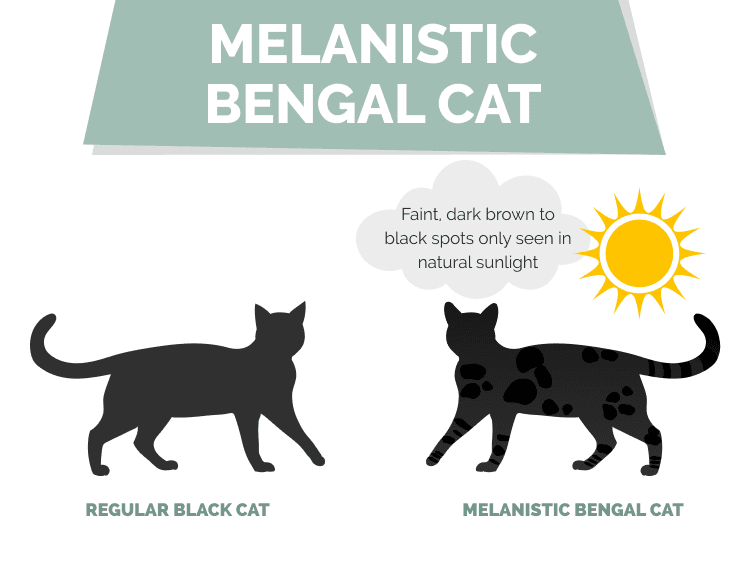 Melanistic Bengal cat VS a regular Black Cat