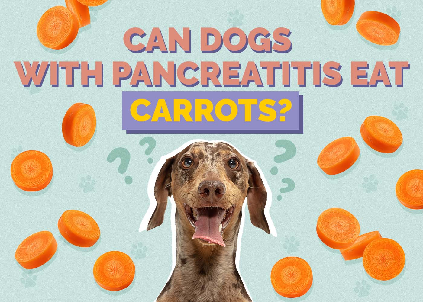 Hepper_Can Dogs With Pancreatitis Eat_Carrots