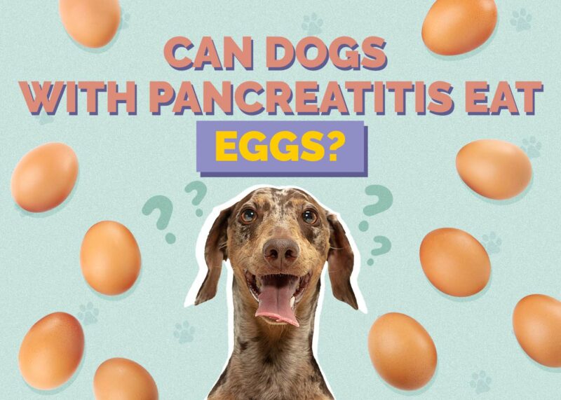 Hepper_Can Dogs With Pancreatitis Eat_Eggs