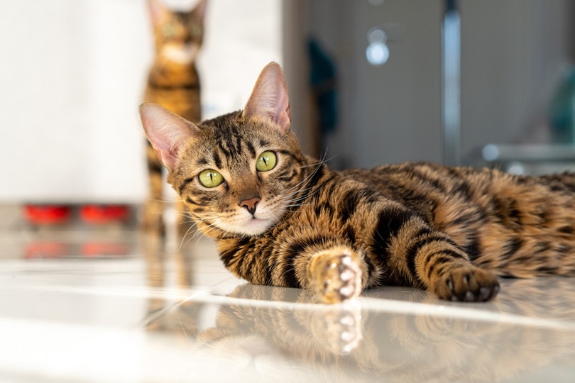 Marble Bengal Cat Lying