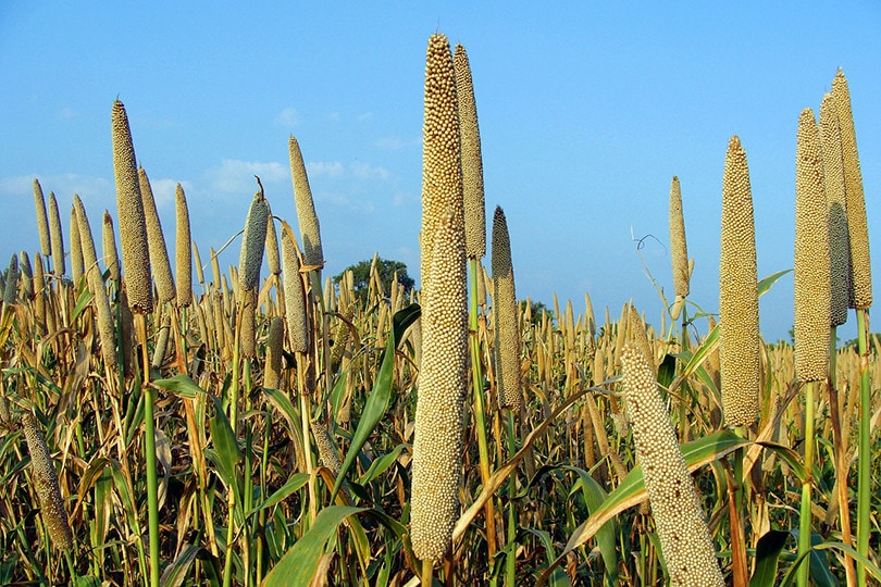 Millet