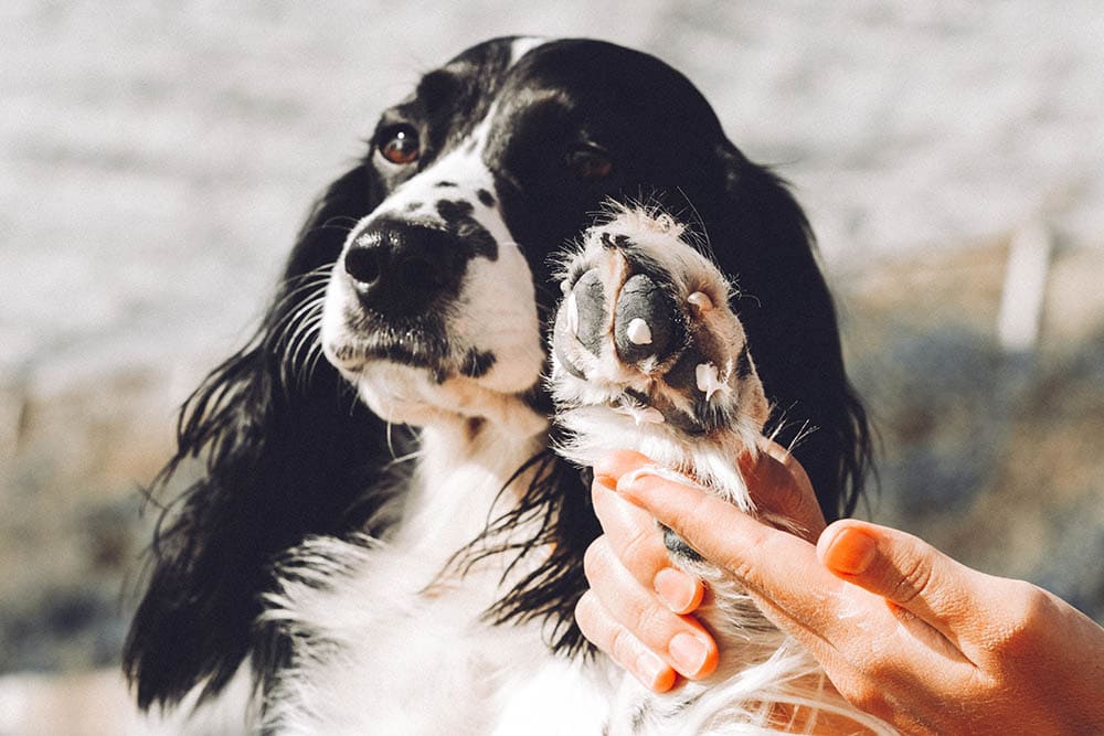 Moisturizing dry skin on dog's paws