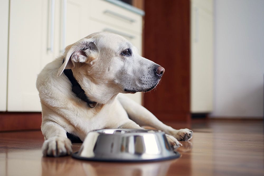 Old dog Labrador retriever waiting for feeding